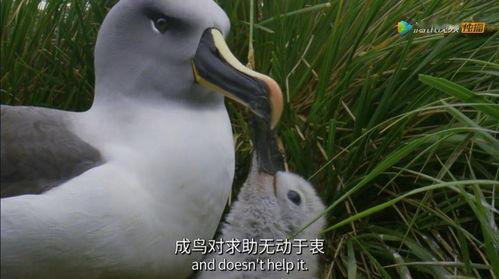 信天翁在线观看,翱翔天际的传奇之旅
