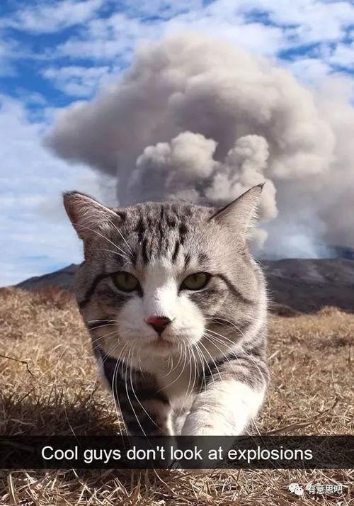 娱乐吃瓜猫捉鸟