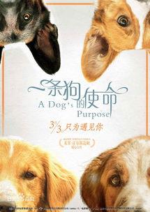 一条狗的使命在线观看完整版免费,狗狗使命之旅免费在线全片观看攻略