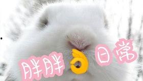 兔兔娱乐吃瓜,揭秘娱乐圈吃瓜背后的真相与趣味
