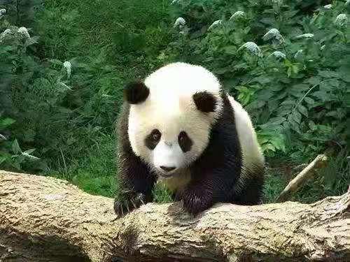 熊猫乐园在线观看,云端探险，萌动时光在线直播