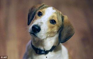 《奇迹狗》在线观看,见证忠诚与勇气的感人故事