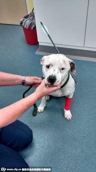 《奇迹狗》在线观看,见证忠诚与勇气的感人故事