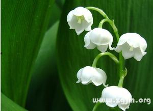 《铃兰》在线观看,探寻青春记忆中的爱与成长