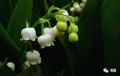 《铃兰》在线观看,探寻青春记忆中的爱与成长