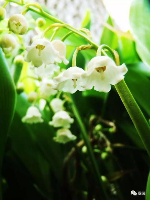 《铃兰》在线观看,探寻青春记忆中的爱与成长