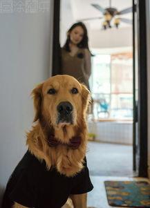 金毛和姐姐娱乐吃瓜酱,娱乐吃瓜酱的趣味日常