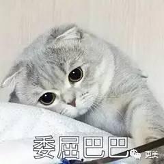 娱乐吃瓜君折耳猫,折耳猫的神秘魅力与争议