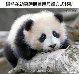 娱乐吃瓜酱熊猫生气,娱乐吃瓜酱揭秘背后真相