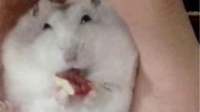 娱乐吃瓜鼠,揭秘娱乐圈那些不为人知的幕后故事