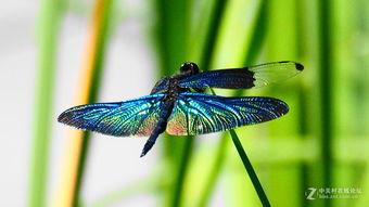 黑蜻蜓在线观看,在线观看，揭秘神秘古墓的惊悚之旅