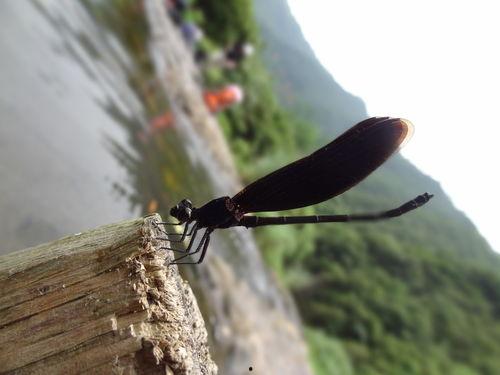 黑蜻蜓在线观看,在线观看，揭秘神秘古墓的惊悚之旅