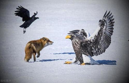 金雕故事在线观看,翱翔云端的故事