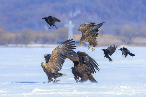 金雕故事在线观看,翱翔云端的故事